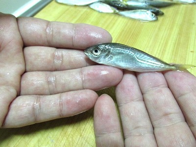 豆アジの南蛮漬け Crazy Fishing