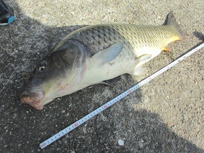 野鯉の吸い込み釣り Crazy Fishing